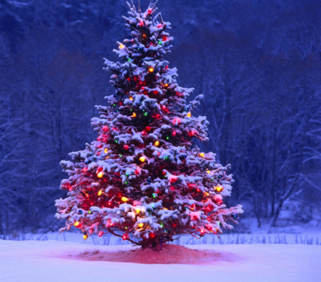 Christmas Tree Sale – Bel Air Lions Club
